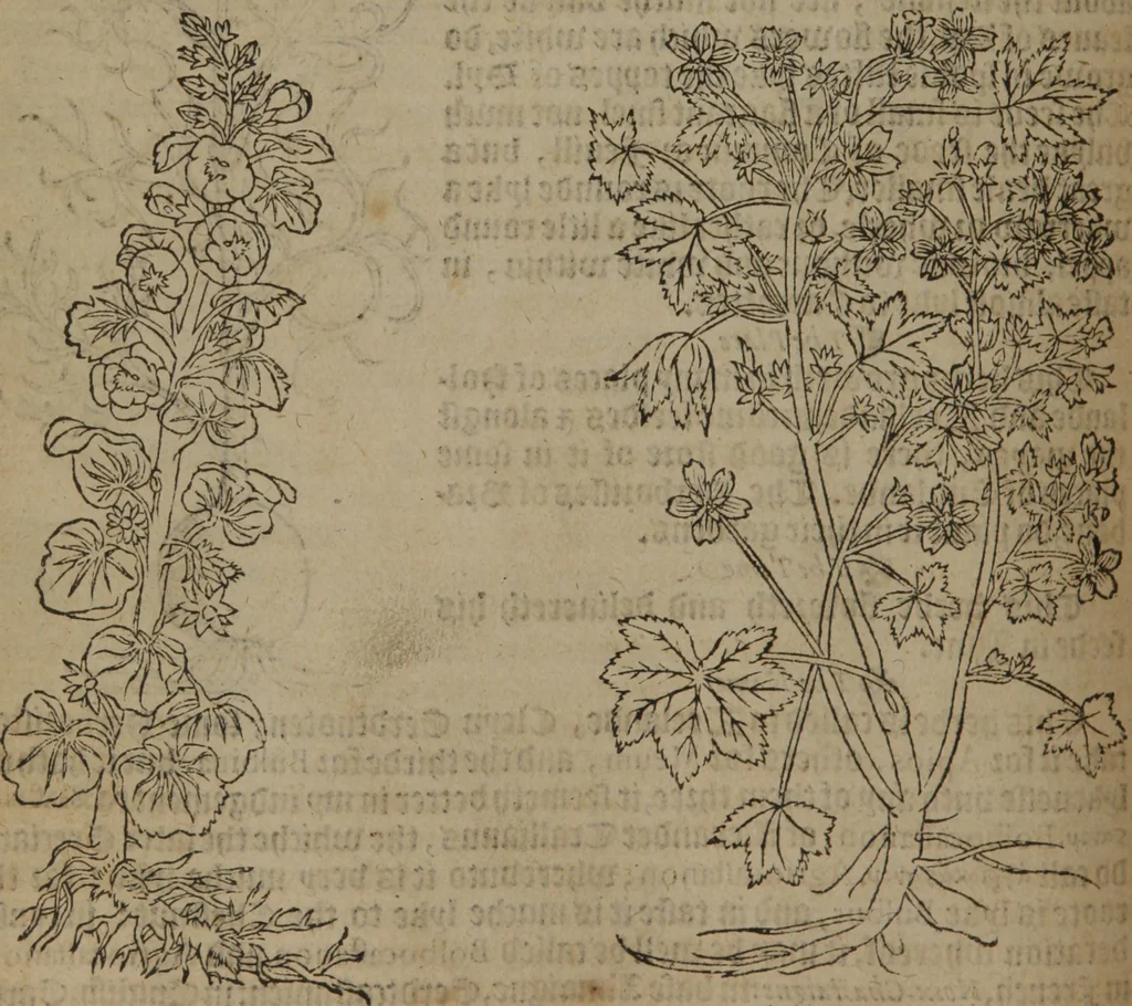 An illustration from A nievve herball, or Historie of plantes : wherein is contayned the whole discourse and perfect description of all sortes of herbes and plantes : their divers & sundry kindes ... and that not onely of those whiche are here growyng in this our countrie of Englande, but of all others also of forrayne realmes commonly used in physicke ; first set foorth in the Doutche or Almaigne tongue, 1578, leaf 607