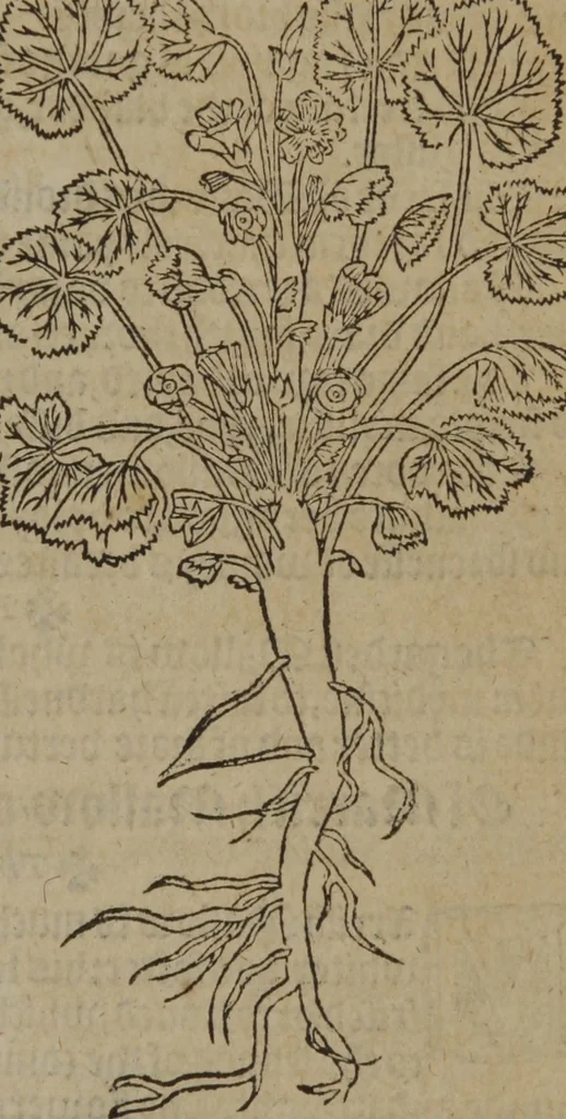 An illustration from A nievve herball, or Historie of plantes : wherein is contayned the whole discourse and perfect description of all sortes of herbes and plantes : their divers & sundry kindes ... and that not onely of those whiche are here growyng in this our countrie of Englande, but of all others also of forrayne realmes commonly used in physicke ; first set foorth in the Doutche or Almaigne tongue, 1578, leaf 608