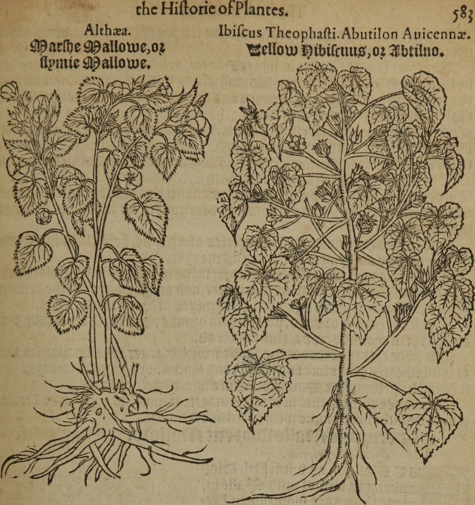 An illustration from A nievve herball, or Historie of plantes : wherein is contayned the whole discourse and perfect description of all sortes of herbes and plantes : their divers & sundry kindes ... and that not onely of those whiche are here growyng in this our countrie of Englande, but of all others also of forrayne realmes commonly used in physicke ; first set foorth in the Doutche or Almaigne tongue, 1578, leaf 610