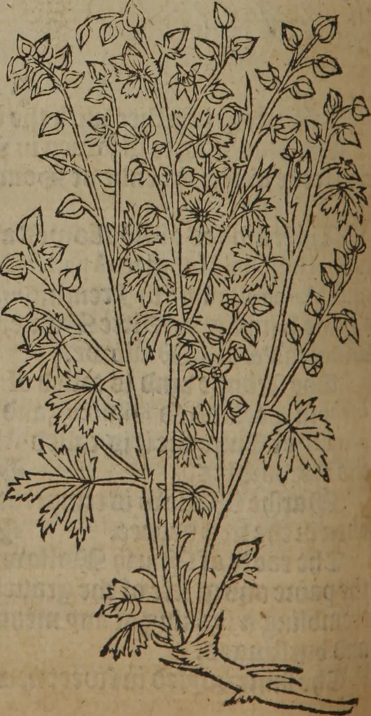 An illustration from A nievve herball, or Historie of plantes : wherein is contayned the whole discourse and perfect description of all sortes of herbes and plantes : their divers & sundry kindes ... and that not onely of those whiche are here growyng in this our countrie of Englande, but of all others also of forrayne realmes commonly used in physicke ; first set foorth in the Doutche or Almaigne tongue, 1578, leaf 611