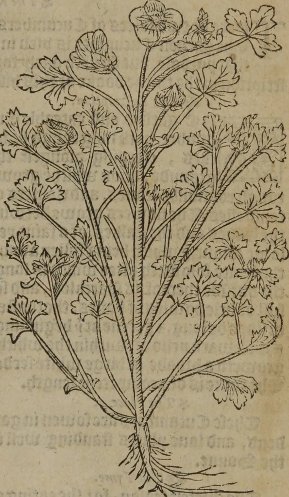 An illustration from A nievve herball, or Historie of plantes : wherein is contayned the whole discourse and perfect description of all sortes of herbes and plantes : their divers & sundry kindes ... and that not onely of those whiche are here growyng in this our countrie of Englande, but of all others also of forrayne realmes commonly used in physicke ; first set foorth in the Doutche or Almaigne tongue, 1578, leaf 612