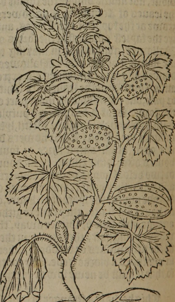 An illustration from A nievve herball, or Historie of plantes : wherein is contayned the whole discourse and perfect description of all sortes of herbes and plantes : their divers & sundry kindes ... and that not onely of those whiche are here growyng in this our countrie of Englande, but of all others also of forrayne realmes commonly used in physicke ; first set foorth in the Doutche or Almaigne tongue, 1578, leaf 613