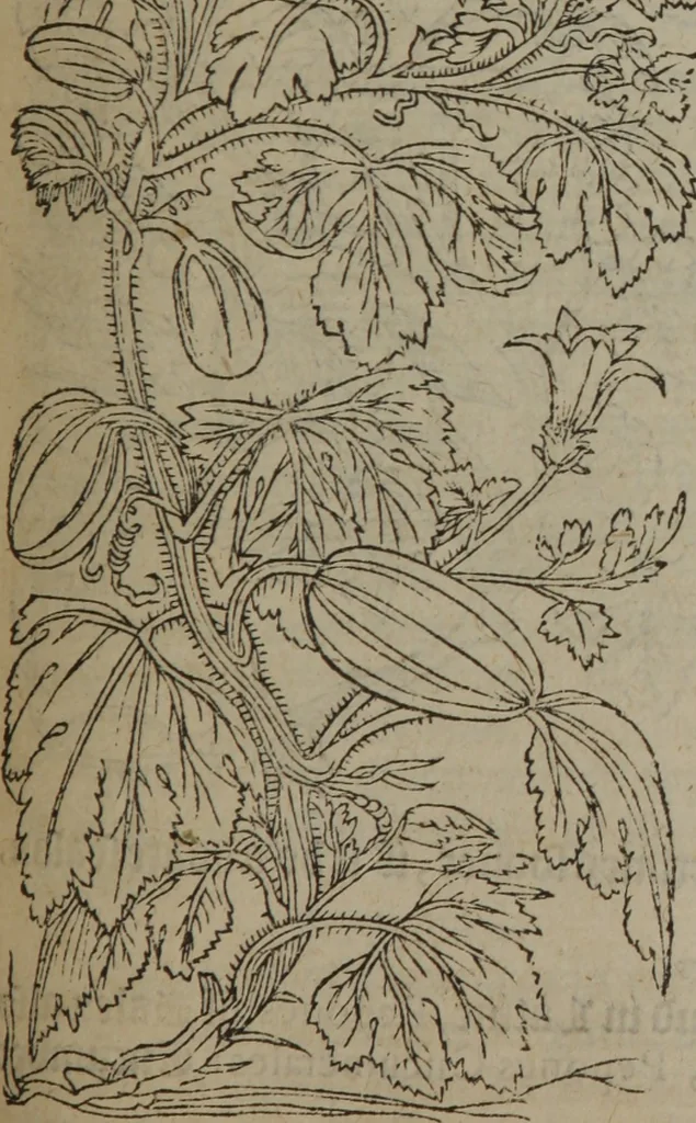 An illustration from A nievve herball, or Historie of plantes : wherein is contayned the whole discourse and perfect description of all sortes of herbes and plantes : their divers & sundry kindes ... and that not onely of those whiche are here growyng in this our countrie of Englande, but of all others also of forrayne realmes commonly used in physicke ; first set foorth in the Doutche or Almaigne tongue, 1578, leaf 614