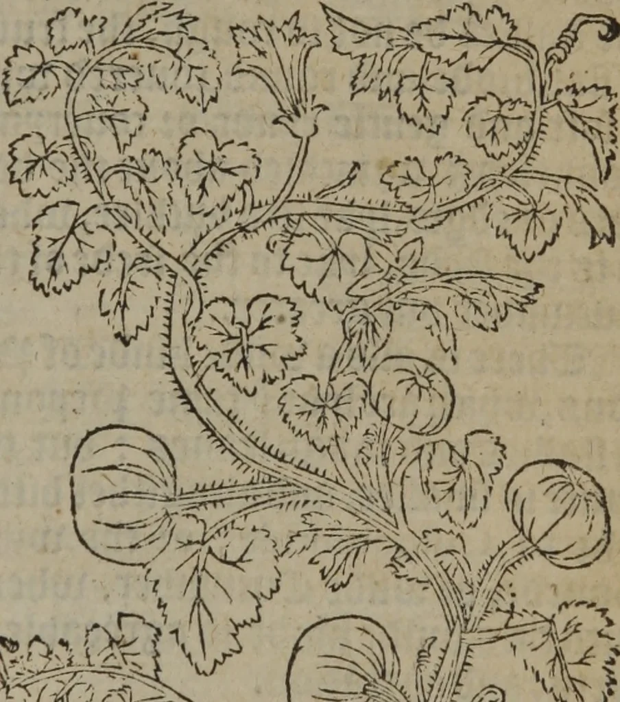 An illustration from A nievve herball, or Historie of plantes : wherein is contayned the whole discourse and perfect description of all sortes of herbes and plantes : their divers & sundry kindes ... and that not onely of those whiche are here growyng in this our countrie of Englande, but of all others also of forrayne realmes commonly used in physicke ; first set foorth in the Doutche or Almaigne tongue, 1578, leaf 614