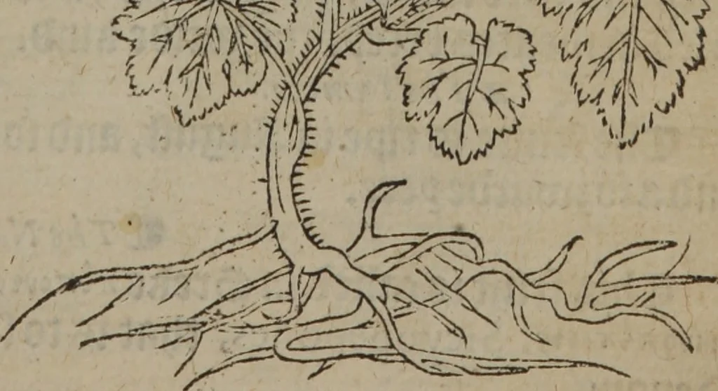 An illustration from A nievve herball, or Historie of plantes : wherein is contayned the whole discourse and perfect description of all sortes of herbes and plantes : their divers & sundry kindes ... and that not onely of those whiche are here growyng in this our countrie of Englande, but of all others also of forrayne realmes commonly used in physicke ; first set foorth in the Doutche or Almaigne tongue, 1578, leaf 614