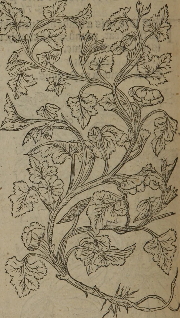 An illustration from A nievve herball, or Historie of plantes : wherein is contayned the whole discourse and perfect description of all sortes of herbes and plantes : their divers & sundry kindes ... and that not onely of those whiche are here growyng in this our countrie of Englande, but of all others also of forrayne realmes commonly used in physicke ; first set foorth in the Doutche or Almaigne tongue, 1578, leaf 615