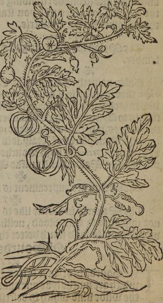 An illustration from A nievve herball, or Historie of plantes : wherein is contayned the whole discourse and perfect description of all sortes of herbes and plantes : their divers & sundry kindes ... and that not onely of those whiche are here growyng in this our countrie of Englande, but of all others also of forrayne realmes commonly used in physicke ; first set foorth in the Doutche or Almaigne tongue, 1578, leaf 616