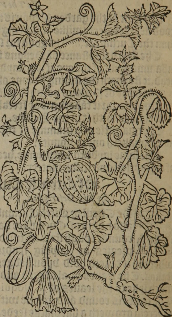 An illustration from A nievve herball, or Historie of plantes : wherein is contayned the whole discourse and perfect description of all sortes of herbes and plantes : their divers & sundry kindes ... and that not onely of those whiche are here growyng in this our countrie of Englande, but of all others also of forrayne realmes commonly used in physicke ; first set foorth in the Doutche or Almaigne tongue, 1578, leaf 617