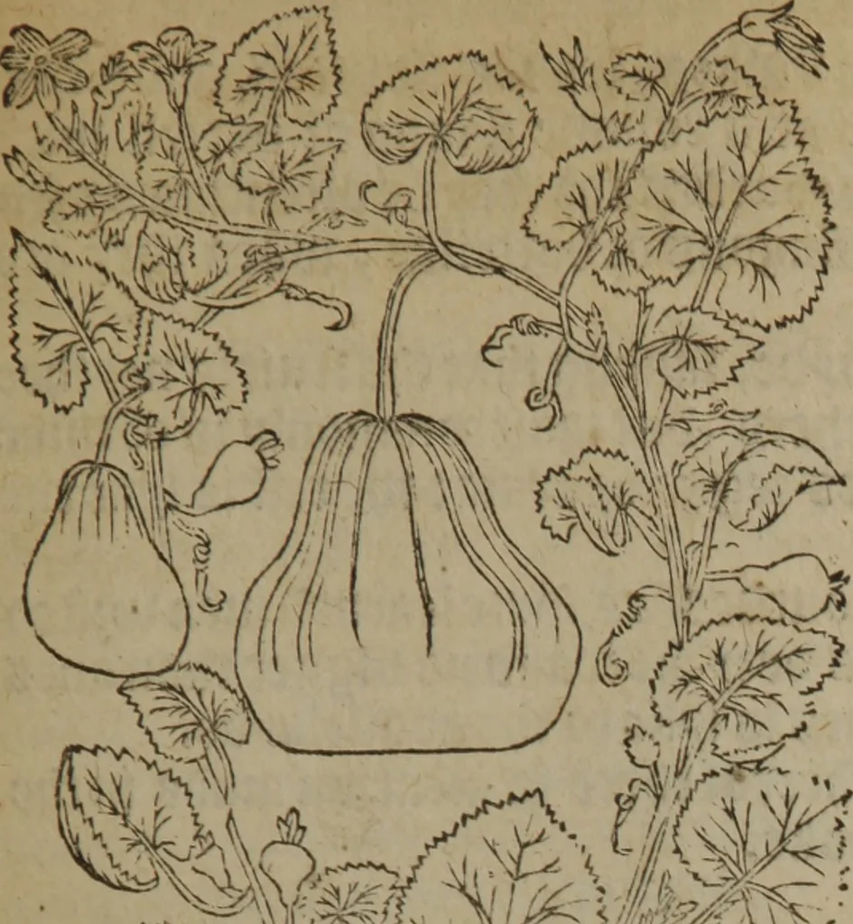 An illustration from A nievve herball, or Historie of plantes : wherein is contayned the whole discourse and perfect description of all sortes of herbes and plantes : their divers & sundry kindes ... and that not onely of those whiche are here growyng in this our countrie of Englande, but of all others also of forrayne realmes commonly used in physicke ; first set foorth in the Doutche or Almaigne tongue, 1578, leaf 618