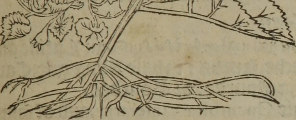 An illustration from A nievve herball, or Historie of plantes : wherein is contayned the whole discourse and perfect description of all sortes of herbes and plantes : their divers & sundry kindes ... and that not onely of those whiche are here growyng in this our countrie of Englande, but of all others also of forrayne realmes commonly used in physicke ; first set foorth in the Doutche or Almaigne tongue, 1578, leaf 618