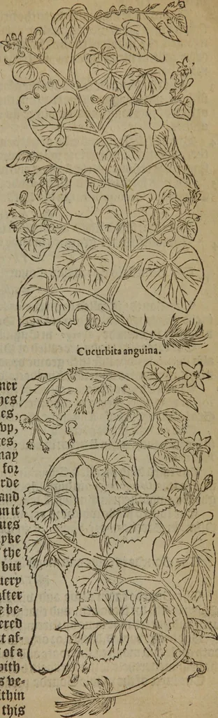 An illustration from A nievve herball, or Historie of plantes : wherein is contayned the whole discourse and perfect description of all sortes of herbes and plantes : their divers & sundry kindes ... and that not onely of those whiche are here growyng in this our countrie of Englande, but of all others also of forrayne realmes commonly used in physicke ; first set foorth in the Doutche or Almaigne tongue, 1578, leaf 618