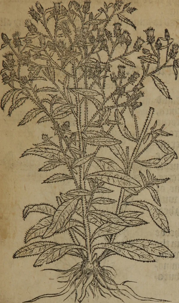 An illustration from A nievve herball, or Historie of plantes : wherein is contayned the whole discourse and perfect description of all sortes of herbes and plantes : their divers & sundry kindes ... and that not onely of those whiche are here growyng in this our countrie of Englande, but of all others also of forrayne realmes commonly used in physicke ; first set foorth in the Doutche or Almaigne tongue, 1578, leaf 62