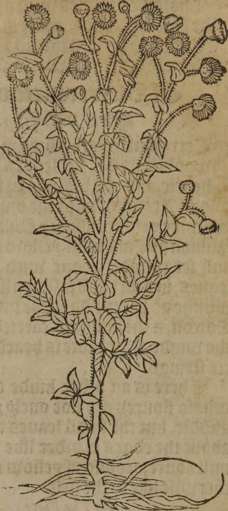 An illustration from A nievve herball, or Historie of plantes : wherein is contayned the whole discourse and perfect description of all sortes of herbes and plantes : their divers & sundry kindes ... and that not onely of those whiche are here growyng in this our countrie of Englande, but of all others also of forrayne realmes commonly used in physicke ; first set foorth in the Doutche or Almaigne tongue, 1578, leaf 62