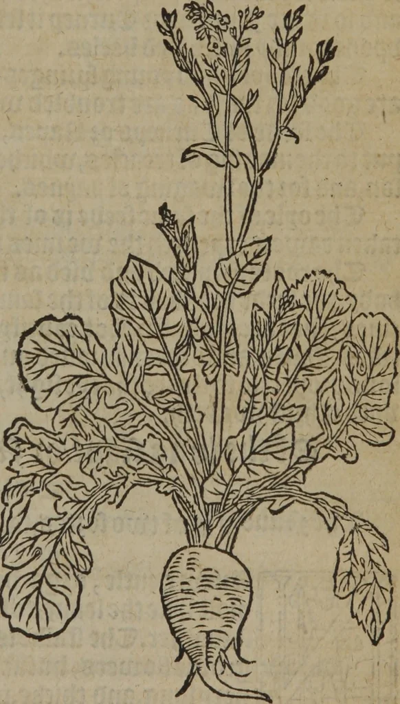 An illustration from A nievve herball, or Historie of plantes : wherein is contayned the whole discourse and perfect description of all sortes of herbes and plantes : their divers & sundry kindes ... and that not onely of those whiche are here growyng in this our countrie of Englande, but of all others also of forrayne realmes commonly used in physicke ; first set foorth in the Doutche or Almaigne tongue, 1578, leaf 620