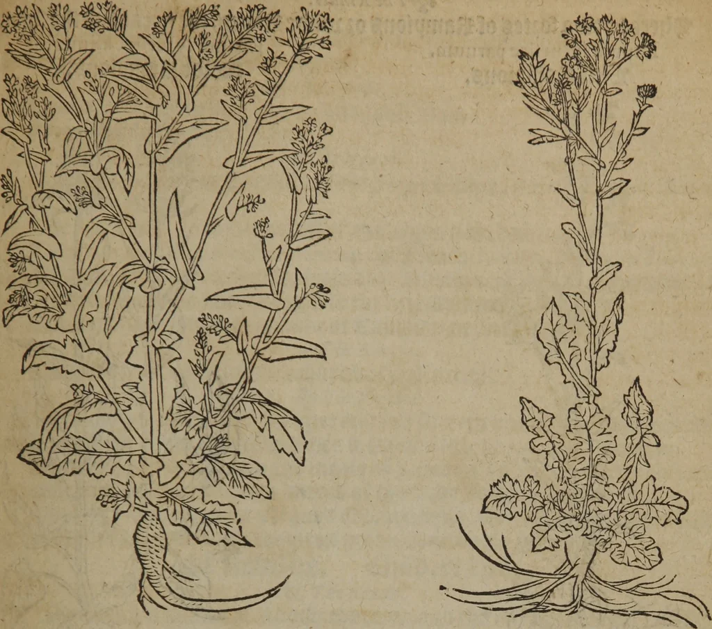 An illustration from A nievve herball, or Historie of plantes : wherein is contayned the whole discourse and perfect description of all sortes of herbes and plantes : their divers & sundry kindes ... and that not onely of those whiche are here growyng in this our countrie of Englande, but of all others also of forrayne realmes commonly used in physicke ; first set foorth in the Doutche or Almaigne tongue, 1578, leaf 622