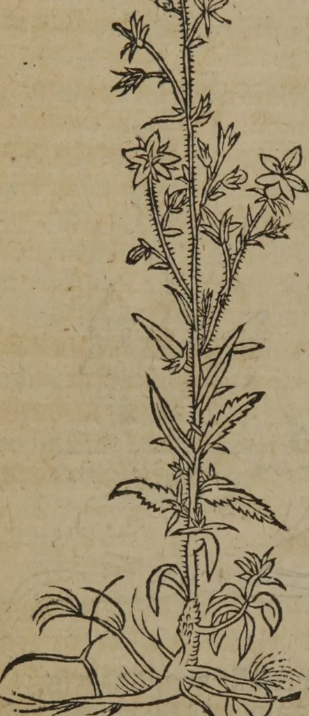 An illustration from A nievve herball, or Historie of plantes : wherein is contayned the whole discourse and perfect description of all sortes of herbes and plantes : their divers & sundry kindes ... and that not onely of those whiche are here growyng in this our countrie of Englande, but of all others also of forrayne realmes commonly used in physicke ; first set foorth in the Doutche or Almaigne tongue, 1578, leaf 623