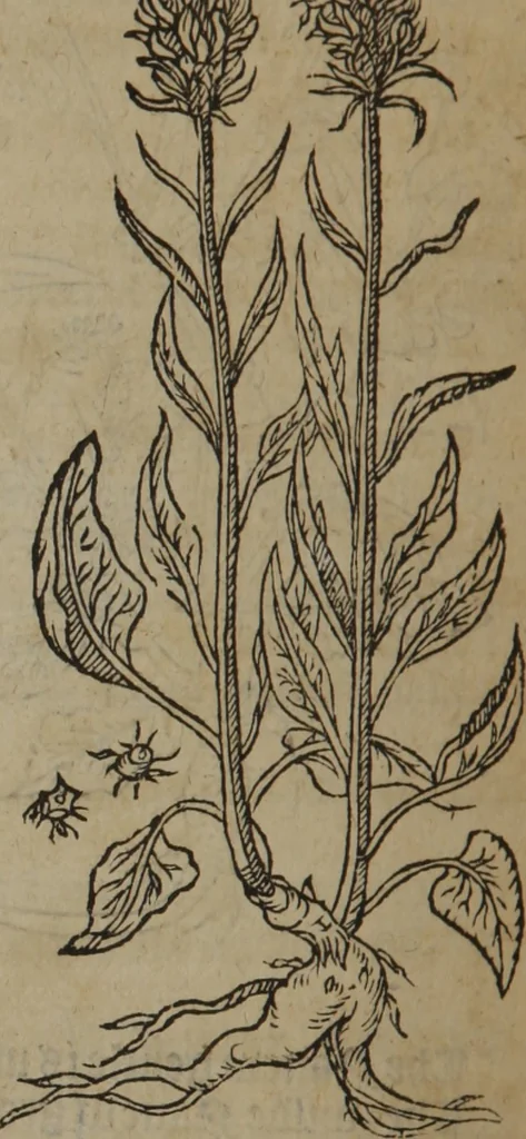 An illustration from A nievve herball, or Historie of plantes : wherein is contayned the whole discourse and perfect description of all sortes of herbes and plantes : their divers & sundry kindes ... and that not onely of those whiche are here growyng in this our countrie of Englande, but of all others also of forrayne realmes commonly used in physicke ; first set foorth in the Doutche or Almaigne tongue, 1578, leaf 623
