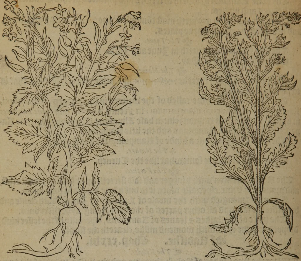 An illustration from A nievve herball, or Historie of plantes : wherein is contayned the whole discourse and perfect description of all sortes of herbes and plantes : their divers & sundry kindes ... and that not onely of those whiche are here growyng in this our countrie of Englande, but of all others also of forrayne realmes commonly used in physicke ; first set foorth in the Doutche or Almaigne tongue, 1578, leaf 625