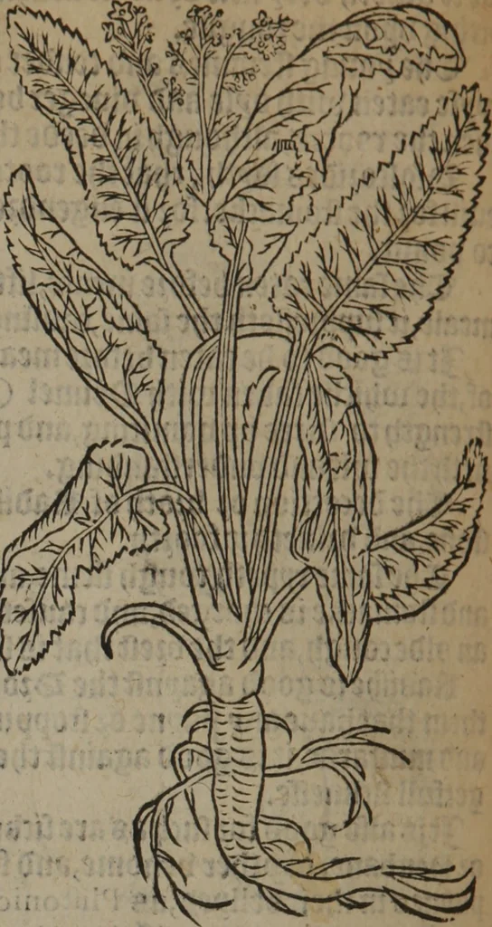 An illustration from A nievve herball, or Historie of plantes : wherein is contayned the whole discourse and perfect description of all sortes of herbes and plantes : their divers & sundry kindes ... and that not onely of those whiche are here growyng in this our countrie of Englande, but of all others also of forrayne realmes commonly used in physicke ; first set foorth in the Doutche or Almaigne tongue, 1578, leaf 627