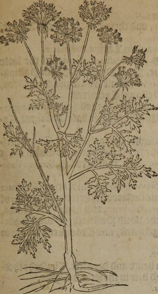 An illustration from A nievve herball, or Historie of plantes : wherein is contayned the whole discourse and perfect description of all sortes of herbes and plantes : their divers & sundry kindes ... and that not onely of those whiche are here growyng in this our countrie of Englande, but of all others also of forrayne realmes commonly used in physicke ; first set foorth in the Doutche or Almaigne tongue, 1578, leaf 628