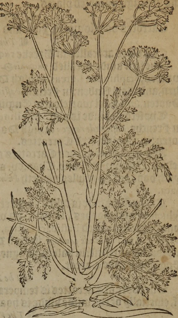 An illustration from A nievve herball, or Historie of plantes : wherein is contayned the whole discourse and perfect description of all sortes of herbes and plantes : their divers & sundry kindes ... and that not onely of those whiche are here growyng in this our countrie of Englande, but of all others also of forrayne realmes commonly used in physicke ; first set foorth in the Doutche or Almaigne tongue, 1578, leaf 628
