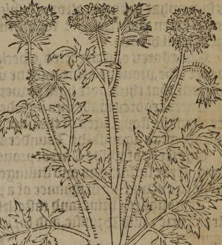An illustration from A nievve herball, or Historie of plantes : wherein is contayned the whole discourse and perfect description of all sortes of herbes and plantes : their divers & sundry kindes ... and that not onely of those whiche are here growyng in this our countrie of Englande, but of all others also of forrayne realmes commonly used in physicke ; first set foorth in the Doutche or Almaigne tongue, 1578, leaf 628