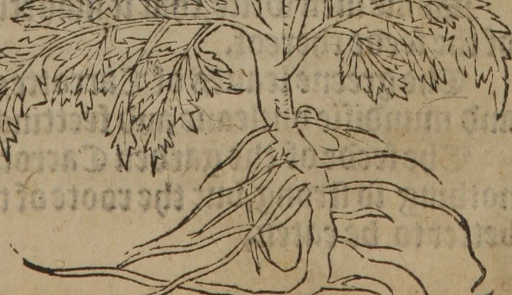 An illustration from A nievve herball, or Historie of plantes : wherein is contayned the whole discourse and perfect description of all sortes of herbes and plantes : their divers & sundry kindes ... and that not onely of those whiche are here growyng in this our countrie of Englande, but of all others also of forrayne realmes commonly used in physicke ; first set foorth in the Doutche or Almaigne tongue, 1578, leaf 628