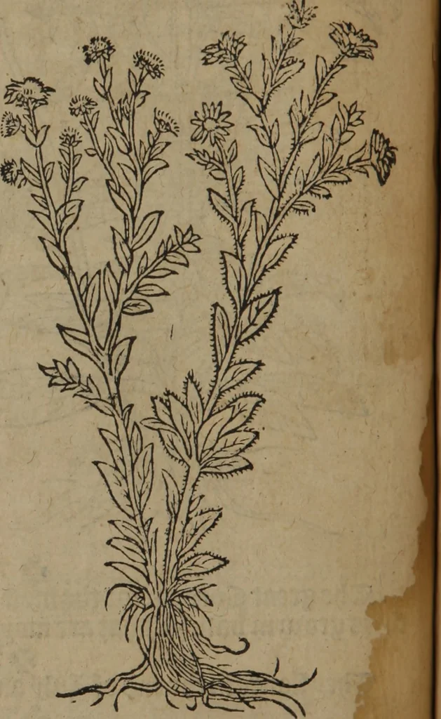 An illustration from A nievve herball, or Historie of plantes : wherein is contayned the whole discourse and perfect description of all sortes of herbes and plantes : their divers & sundry kindes ... and that not onely of those whiche are here growyng in this our countrie of Englande, but of all others also of forrayne realmes commonly used in physicke ; first set foorth in the Doutche or Almaigne tongue, 1578, leaf 63