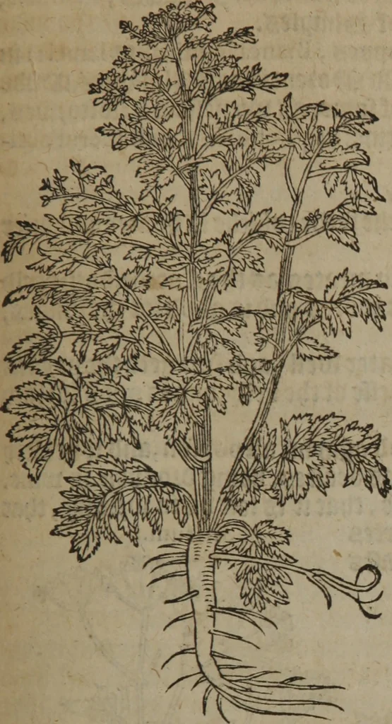 An illustration from A nievve herball, or Historie of plantes : wherein is contayned the whole discourse and perfect description of all sortes of herbes and plantes : their divers & sundry kindes ... and that not onely of those whiche are here growyng in this our countrie of Englande, but of all others also of forrayne realmes commonly used in physicke ; first set foorth in the Doutche or Almaigne tongue, 1578, leaf 630
