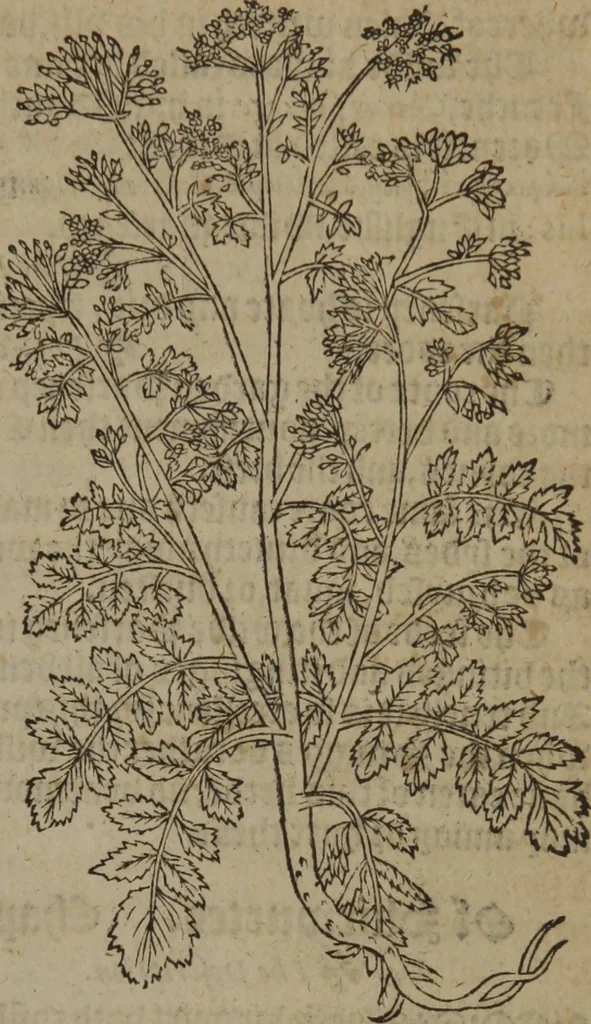 An illustration from A nievve herball, or Historie of plantes : wherein is contayned the whole discourse and perfect description of all sortes of herbes and plantes : their divers & sundry kindes ... and that not onely of those whiche are here growyng in this our countrie of Englande, but of all others also of forrayne realmes commonly used in physicke ; first set foorth in the Doutche or Almaigne tongue, 1578, leaf 630