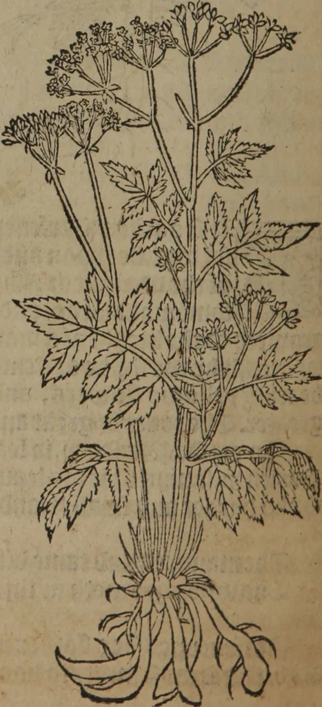 An illustration from A nievve herball, or Historie of plantes : wherein is contayned the whole discourse and perfect description of all sortes of herbes and plantes : their divers & sundry kindes ... and that not onely of those whiche are here growyng in this our countrie of Englande, but of all others also of forrayne realmes commonly used in physicke ; first set foorth in the Doutche or Almaigne tongue, 1578, leaf 631