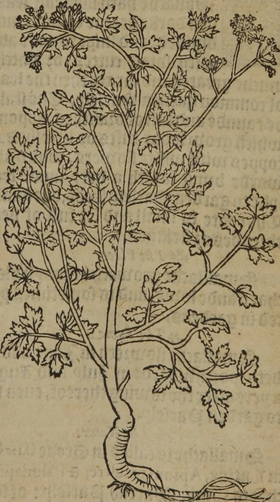 An illustration from A nievve herball, or Historie of plantes : wherein is contayned the whole discourse and perfect description of all sortes of herbes and plantes : their divers & sundry kindes ... and that not onely of those whiche are here growyng in this our countrie of Englande, but of all others also of forrayne realmes commonly used in physicke ; first set foorth in the Doutche or Almaigne tongue, 1578, leaf 632
