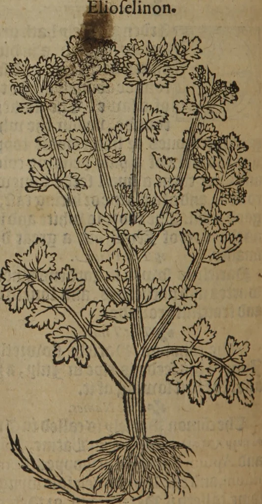 An illustration from A nievve herball, or Historie of plantes : wherein is contayned the whole discourse and perfect description of all sortes of herbes and plantes : their divers & sundry kindes ... and that not onely of those whiche are here growyng in this our countrie of Englande, but of all others also of forrayne realmes commonly used in physicke ; first set foorth in the Doutche or Almaigne tongue, 1578, leaf 633