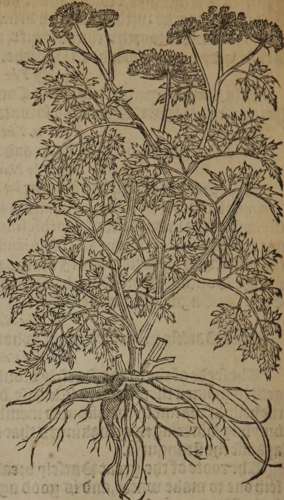 An illustration from A nievve herball, or Historie of plantes : wherein is contayned the whole discourse and perfect description of all sortes of herbes and plantes : their divers & sundry kindes ... and that not onely of those whiche are here growyng in this our countrie of Englande, but of all others also of forrayne realmes commonly used in physicke ; first set foorth in the Doutche or Almaigne tongue, 1578, leaf 637