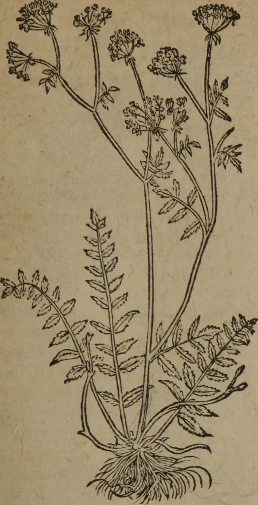 An illustration from A nievve herball, or Historie of plantes : wherein is contayned the whole discourse and perfect description of all sortes of herbes and plantes : their divers & sundry kindes ... and that not onely of those whiche are here growyng in this our countrie of Englande, but of all others also of forrayne realmes commonly used in physicke ; first set foorth in the Doutche or Almaigne tongue, 1578, leaf 638