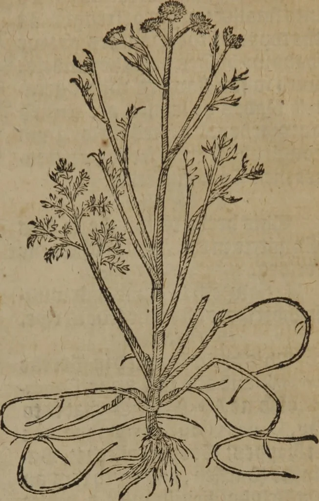 An illustration from A nievve herball, or Historie of plantes : wherein is contayned the whole discourse and perfect description of all sortes of herbes and plantes : their divers & sundry kindes ... and that not onely of those whiche are here growyng in this our countrie of Englande, but of all others also of forrayne realmes commonly used in physicke ; first set foorth in the Doutche or Almaigne tongue, 1578, leaf 638