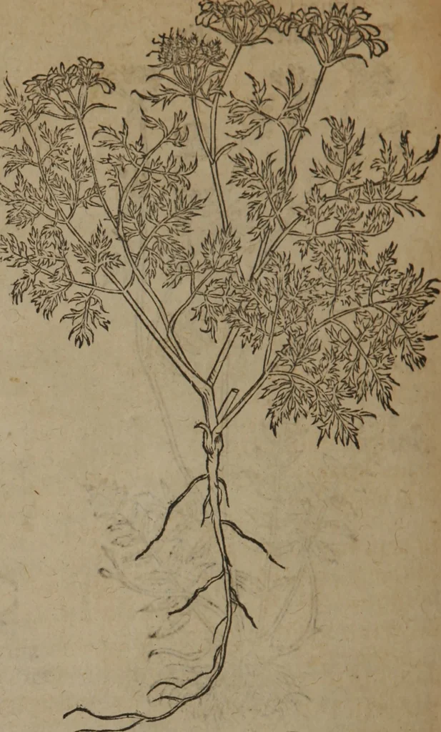 An illustration from A nievve herball, or Historie of plantes : wherein is contayned the whole discourse and perfect description of all sortes of herbes and plantes : their divers & sundry kindes ... and that not onely of those whiche are here growyng in this our countrie of Englande, but of all others also of forrayne realmes commonly used in physicke ; first set foorth in the Doutche or Almaigne tongue, 1578, leaf 639