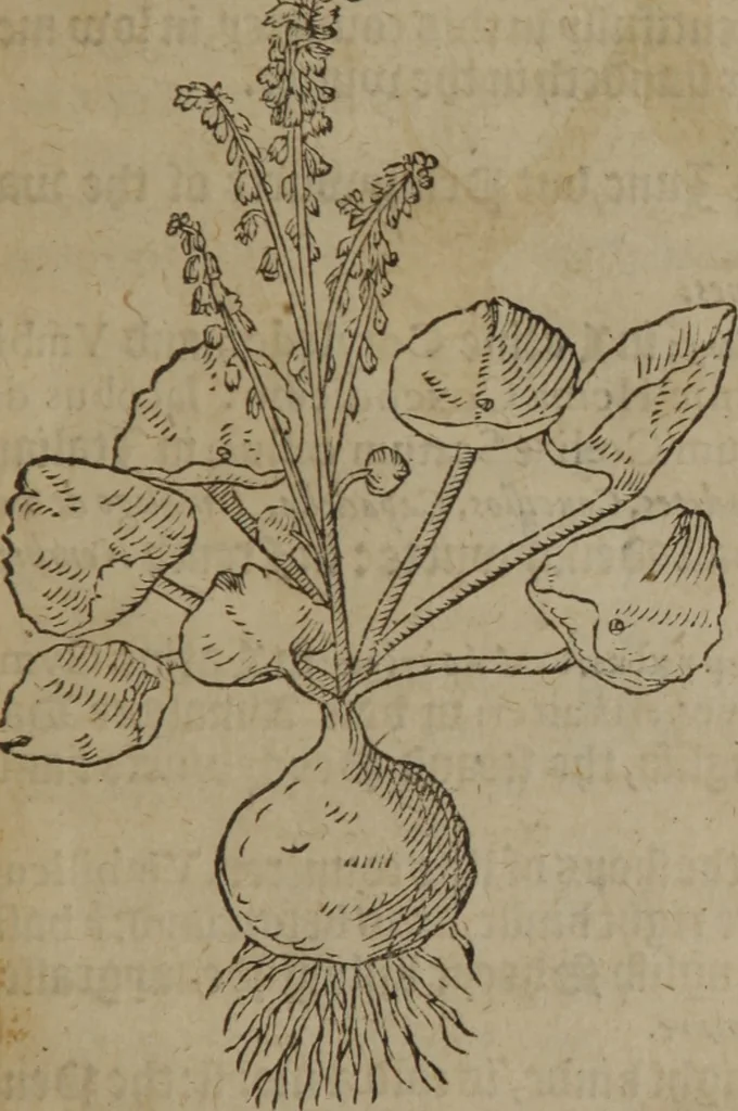 An illustration from A nievve herball, or Historie of plantes : wherein is contayned the whole discourse and perfect description of all sortes of herbes and plantes : their divers & sundry kindes ... and that not onely of those whiche are here growyng in this our countrie of Englande, but of all others also of forrayne realmes commonly used in physicke ; first set foorth in the Doutche or Almaigne tongue, 1578, leaf 64
