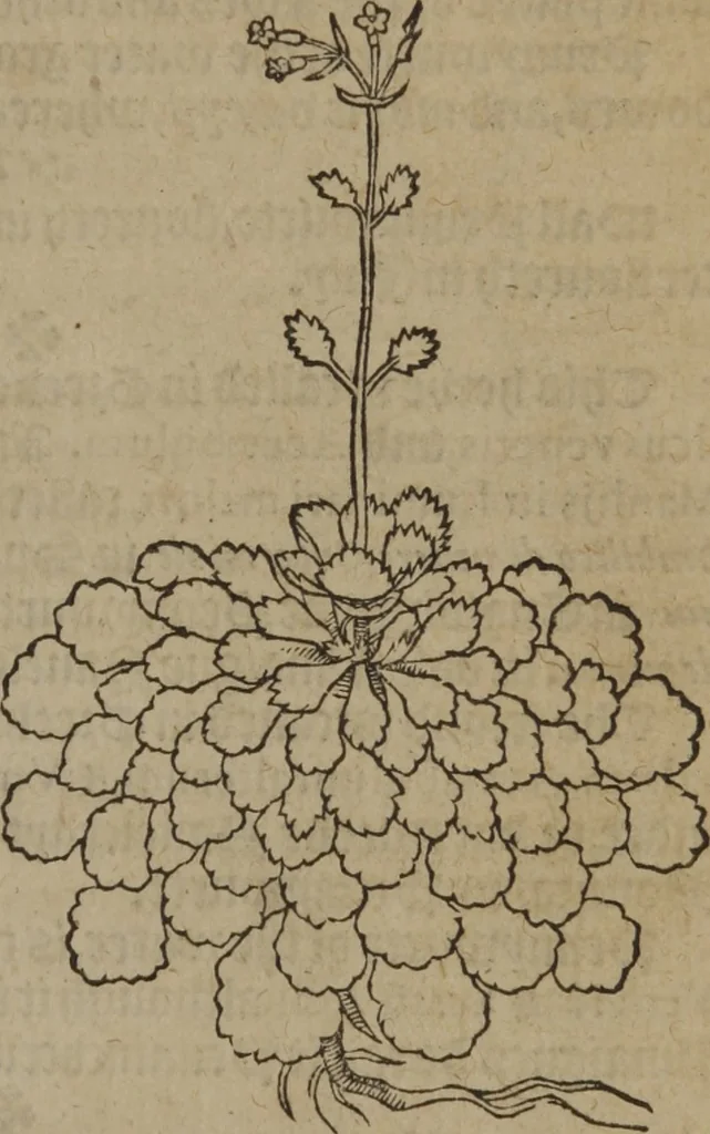 An illustration from A nievve herball, or Historie of plantes : wherein is contayned the whole discourse and perfect description of all sortes of herbes and plantes : their divers & sundry kindes ... and that not onely of those whiche are here growyng in this our countrie of Englande, but of all others also of forrayne realmes commonly used in physicke ; first set foorth in the Doutche or Almaigne tongue, 1578, leaf 64