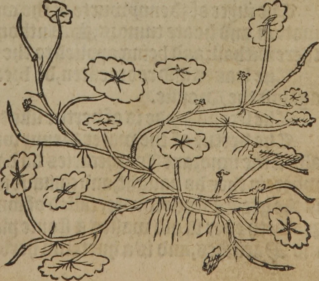 An illustration from A nievve herball, or Historie of plantes : wherein is contayned the whole discourse and perfect description of all sortes of herbes and plantes : their divers & sundry kindes ... and that not onely of those whiche are here growyng in this our countrie of Englande, but of all others also of forrayne realmes commonly used in physicke ; first set foorth in the Doutche or Almaigne tongue, 1578, leaf 64