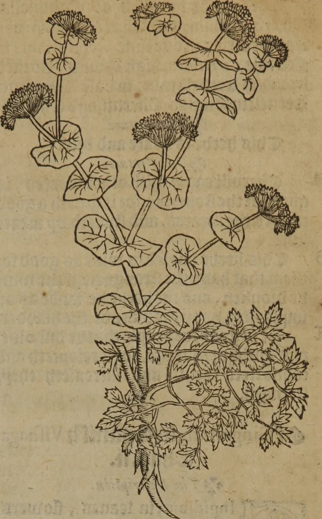 An illustration from A nievve herball, or Historie of plantes : wherein is contayned the whole discourse and perfect description of all sortes of herbes and plantes : their divers & sundry kindes ... and that not onely of those whiche are here growyng in this our countrie of Englande, but of all others also of forrayne realmes commonly used in physicke ; first set foorth in the Doutche or Almaigne tongue, 1578, leaf 640
