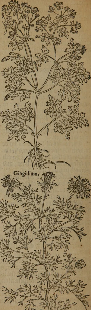 An illustration from A nievve herball, or Historie of plantes : wherein is contayned the whole discourse and perfect description of all sortes of herbes and plantes : their divers & sundry kindes ... and that not onely of those whiche are here growyng in this our countrie of Englande, but of all others also of forrayne realmes commonly used in physicke ; first set foorth in the Doutche or Almaigne tongue, 1578, leaf 641