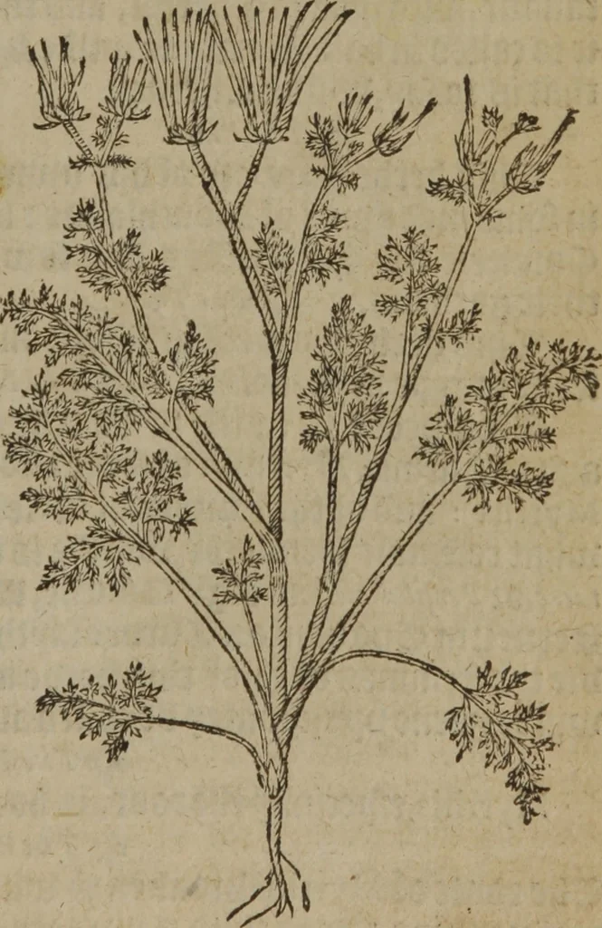 An illustration from A nievve herball, or Historie of plantes : wherein is contayned the whole discourse and perfect description of all sortes of herbes and plantes : their divers & sundry kindes ... and that not onely of those whiche are here growyng in this our countrie of Englande, but of all others also of forrayne realmes commonly used in physicke ; first set foorth in the Doutche or Almaigne tongue, 1578, leaf 642