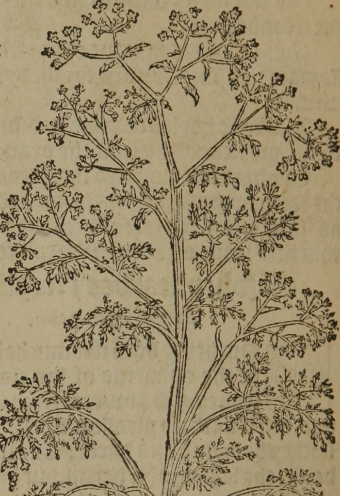 An illustration from A nievve herball, or Historie of plantes : wherein is contayned the whole discourse and perfect description of all sortes of herbes and plantes : their divers & sundry kindes ... and that not onely of those whiche are here growyng in this our countrie of Englande, but of all others also of forrayne realmes commonly used in physicke ; first set foorth in the Doutche or Almaigne tongue, 1578, leaf 643