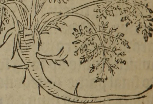 An illustration from A nievve herball, or Historie of plantes : wherein is contayned the whole discourse and perfect description of all sortes of herbes and plantes : their divers & sundry kindes ... and that not onely of those whiche are here growyng in this our countrie of Englande, but of all others also of forrayne realmes commonly used in physicke ; first set foorth in the Doutche or Almaigne tongue, 1578, leaf 643