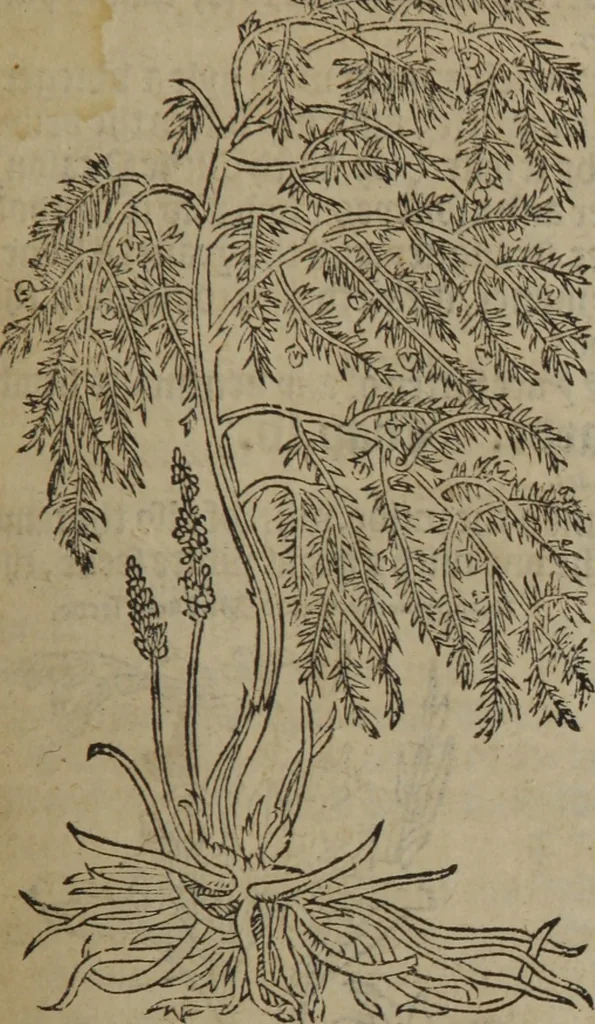 An illustration from A nievve herball, or Historie of plantes : wherein is contayned the whole discourse and perfect description of all sortes of herbes and plantes : their divers & sundry kindes ... and that not onely of those whiche are here growyng in this our countrie of Englande, but of all others also of forrayne realmes commonly used in physicke ; first set foorth in the Doutche or Almaigne tongue, 1578, leaf 644