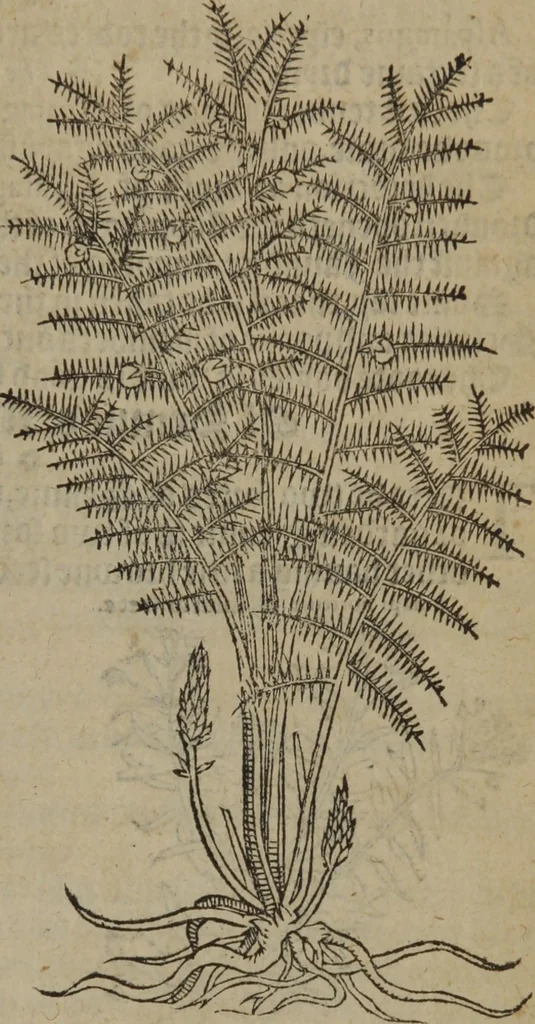 An illustration from A nievve herball, or Historie of plantes : wherein is contayned the whole discourse and perfect description of all sortes of herbes and plantes : their divers & sundry kindes ... and that not onely of those whiche are here growyng in this our countrie of Englande, but of all others also of forrayne realmes commonly used in physicke ; first set foorth in the Doutche or Almaigne tongue, 1578, leaf 644