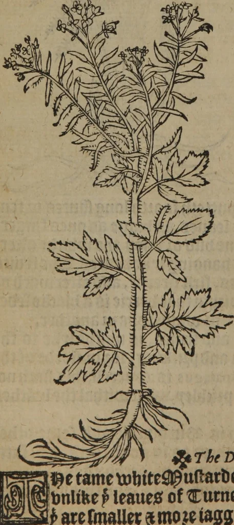 An illustration from A nievve herball, or Historie of plantes : wherein is contayned the whole discourse and perfect description of all sortes of herbes and plantes : their divers & sundry kindes ... and that not onely of those whiche are here growyng in this our countrie of Englande, but of all others also of forrayne realmes commonly used in physicke ; first set foorth in the Doutche or Almaigne tongue, 1578, leaf 645