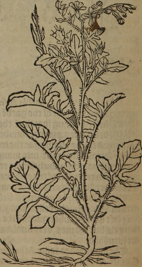 An illustration from A nievve herball, or Historie of plantes : wherein is contayned the whole discourse and perfect description of all sortes of herbes and plantes : their divers & sundry kindes ... and that not onely of those whiche are here growyng in this our countrie of Englande, but of all others also of forrayne realmes commonly used in physicke ; first set foorth in the Doutche or Almaigne tongue, 1578, leaf 645