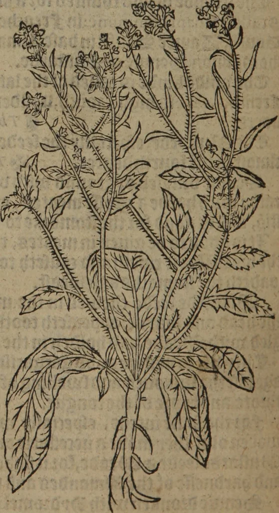 An illustration from A nievve herball, or Historie of plantes : wherein is contayned the whole discourse and perfect description of all sortes of herbes and plantes : their divers & sundry kindes ... and that not onely of those whiche are here growyng in this our countrie of Englande, but of all others also of forrayne realmes commonly used in physicke ; first set foorth in the Doutche or Almaigne tongue, 1578, leaf 647